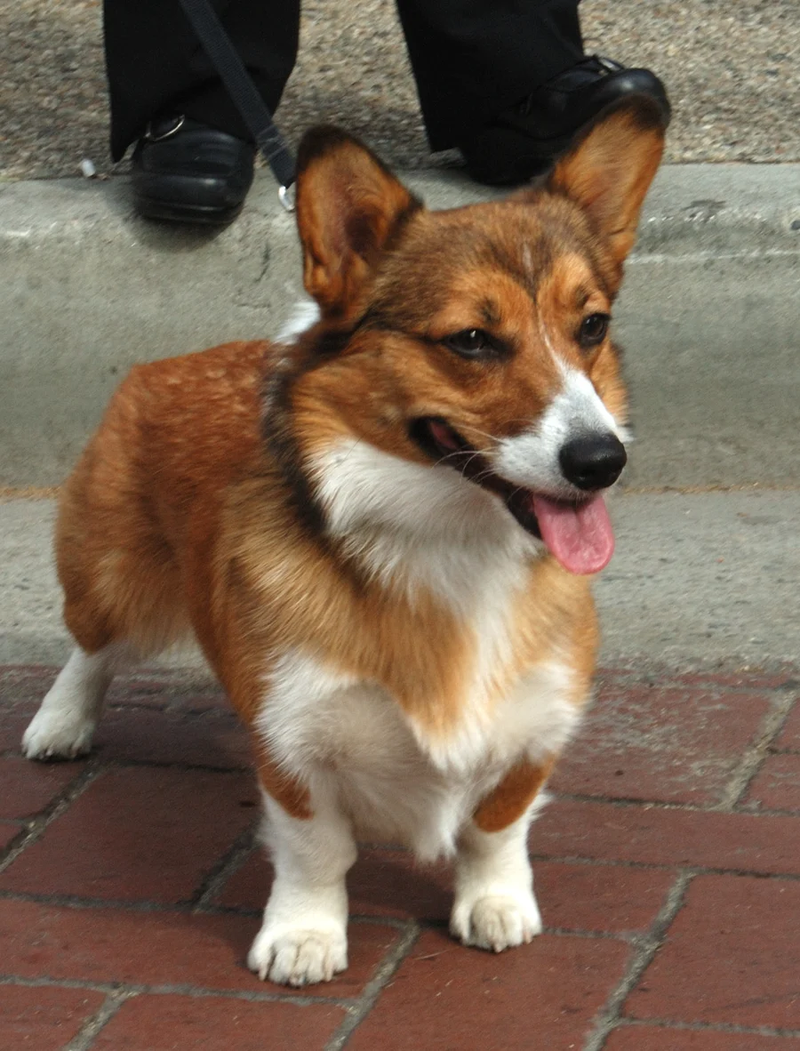 A real tan and white corgi used as an illustrative photo reference.