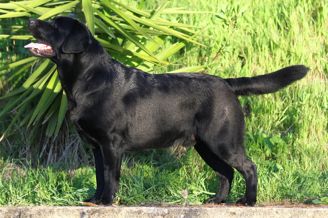 Real black Labrador reference photo by Giuseppe Pitzus.